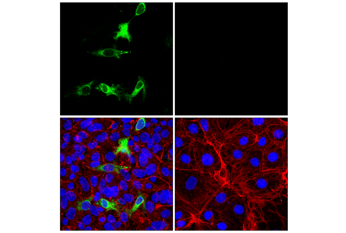 Immunofluorescence Image 1: CLCA1 (E4Y1J) Rabbit Monoclonal Antibody
