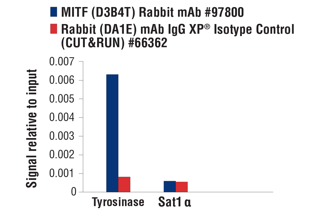 CUT & RUN Image 3: MITF (D3B4T) Rabbit Monoclonal Antibody