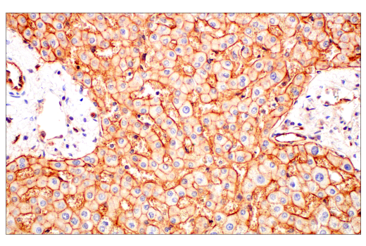 Immunohistochemistry Image 9: JAM-A (E8D2N) Rabbit Monoclonal Antibody