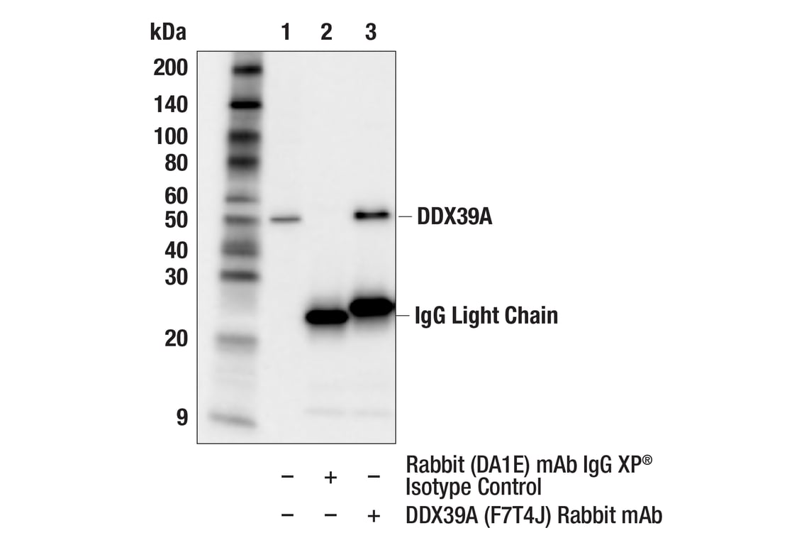 Immunoprecipitation Image 1: DDX39A (F7T4J) Rabbit Monoclonal Antibody