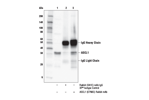 Immunoprecipitation Image 1: ASCL1 (E7N9C) Rabbit Monoclonal Antibody