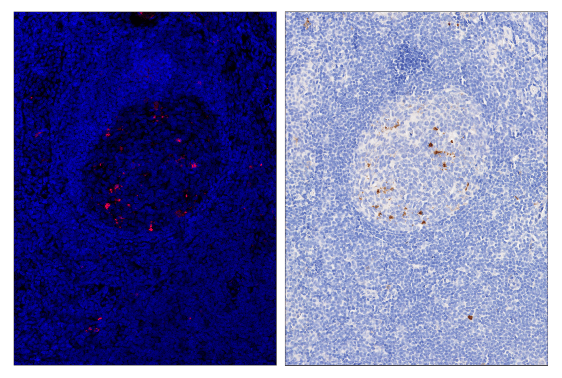 Immunohistochemistry Image 3: Cleaved Caspase-3 (Asp175) (D3E9) & CO-0118-594 SignalStar<sup>™</sup> Oligo-Antibody Pair
