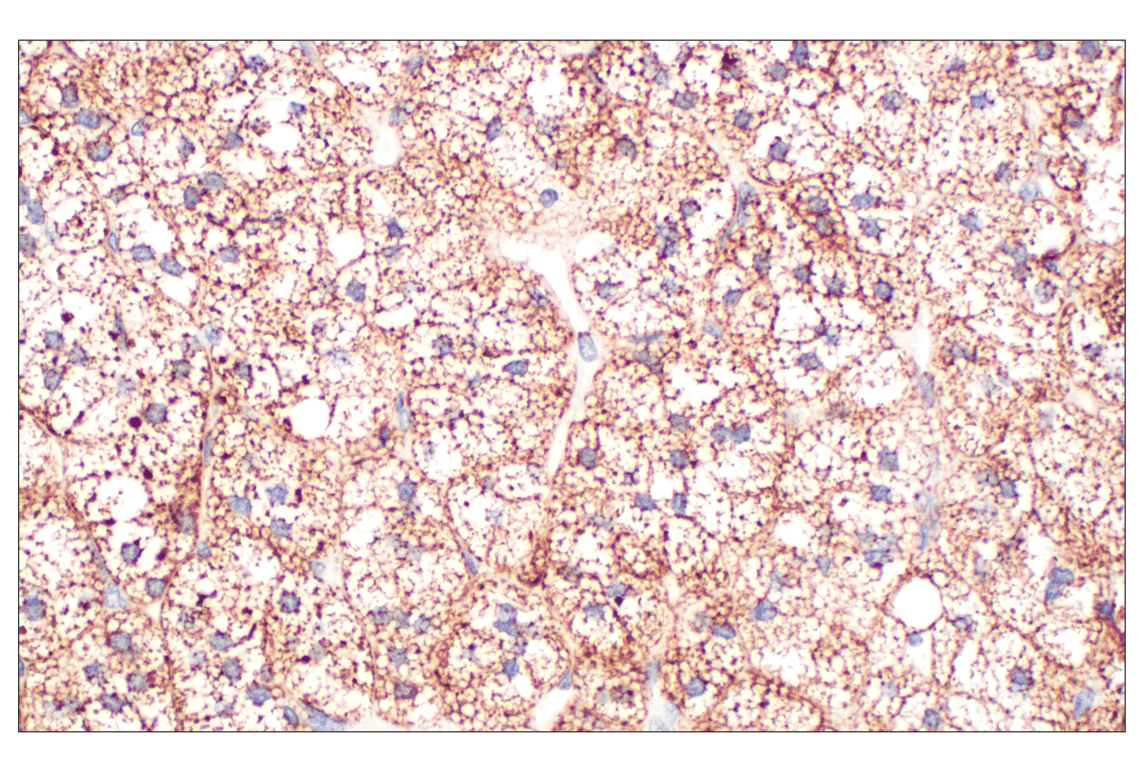 Immunohistochemistry Image 5: Fumarase (D9C5) Rabbit Monoclonal Antibody