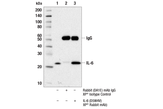 Immunoprecipitation Image 1: IL-6 (D5W4V) Rabbit Monoclonal Antibody