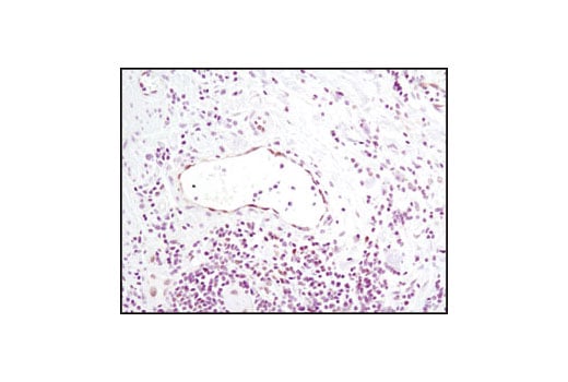 Immunohistochemistry Image 5: FoxO1 (C29H4) Rabbit Monoclonal Antibody (BSA and Azide Free)