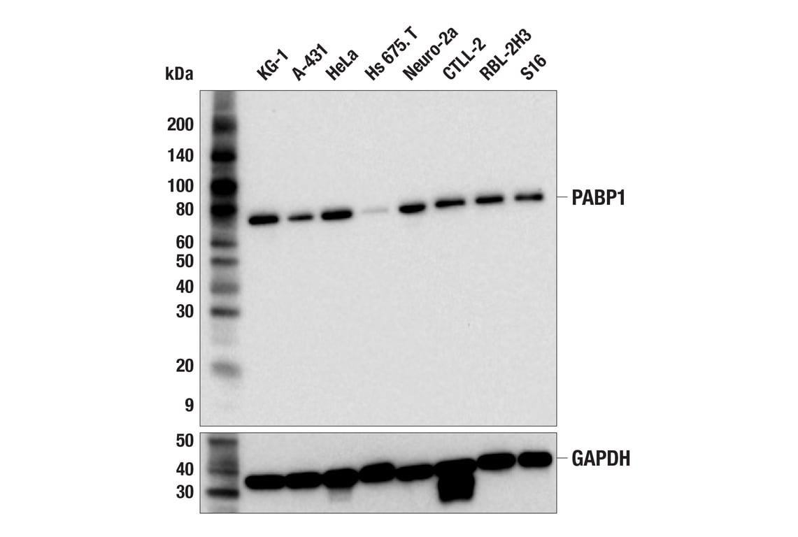 Western Blotting Image 2: PABP1 (F6G6L) Rabbit Monoclonal Antibody