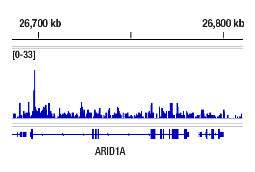 WHSC1 (D4Z8Q) Rabbit mAb | Cell Signaling Technology