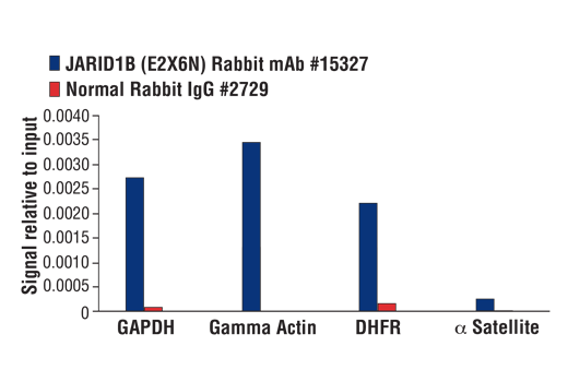 Chromatin Immunoprecipitation Image 3: JARID1B (E2X6N) Rabbit Monoclonal Antibody