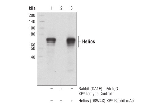 Immunoprecipitation Image 1: Helios (D8W4X) Rabbit Monoclonal Antibody