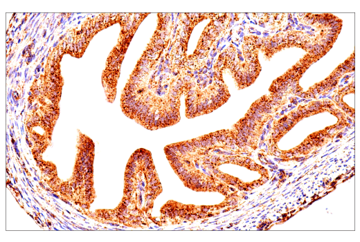 Immunohistochemistry Image 6: LAMP1 (E6N3R) Rabbit Monoclonal Antibody
