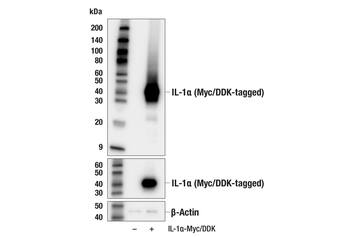 Western Blotting Image 2: IL-1 alpha (E8O1W) Rabbit Monoclonal Antibody