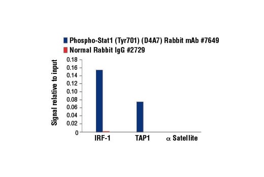 Chromatin Immunoprecipitation Image 3: Phospho-Stat1 (Tyr701) (D4A7) Rabbit Monoclonal Antibody