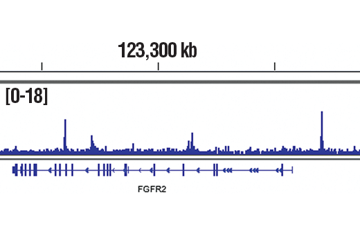 Chromatin Immunoprecipitation Image 1: GATA-6 (D61E4) Rabbit Monoclonal Antibody