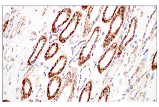 Immunohistochemistry Image 8: TFAM (D5C8) Rabbit Monoclonal Antibody