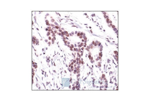 Immunohistochemistry Image 1: c-Jun (60A8) Rabbit Monoclonal Antibody (BSA and Azide Free)