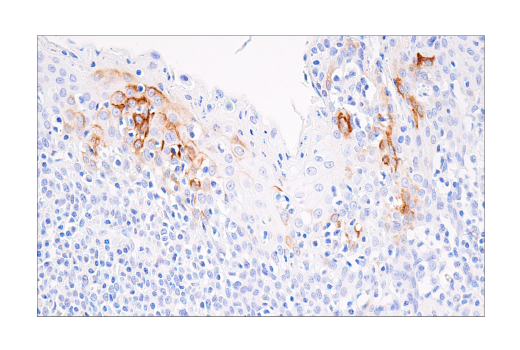 Immunohistochemistry Image 3: CXCL9/MIG (E6Z5W) Rabbit Monoclonal Antibody (BSA and Azide Free)