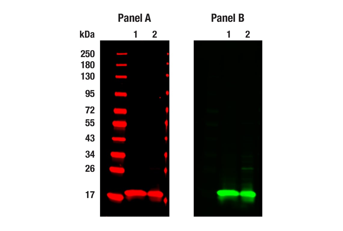 Western Blotting Image 1: Histone H3 (D1H2) Rabbit Monoclonal Antibody