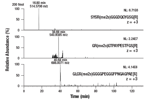 undefined Image 5: PTMScan<sup>®</sup> Control Peptides Symmetric Di-Methyl Arginine