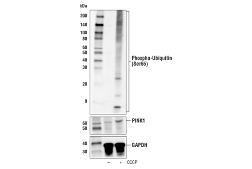 Western Blotting Image 1: Phospho-Ubiquitin (Ser65) (E2J6T) Rabbit Monoclonal Antibody (Biotinylated)