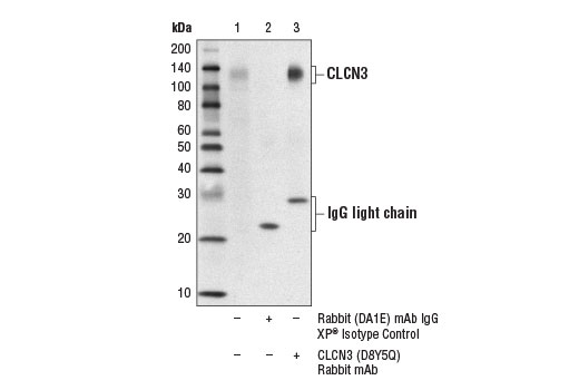Immunoprecipitation Image 1: CLCN3 (D8Y5Q) Rabbit Monoclonal Antibody