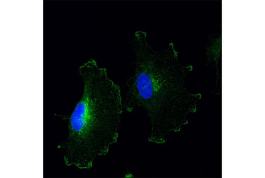 Immunofluorescence Image 1: Notch2 (D76A6) Rabbit Monoclonal Antibody