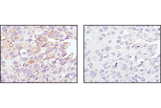 Immunohistochemistry Image 1: SirT3 (C73E3) Rabbit Monoclonal Antibody