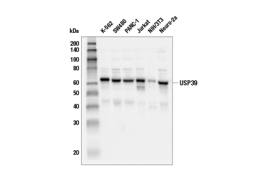 Western Blotting Image 2: USP39 (E8U2M) Rabbit Monoclonal Antibody