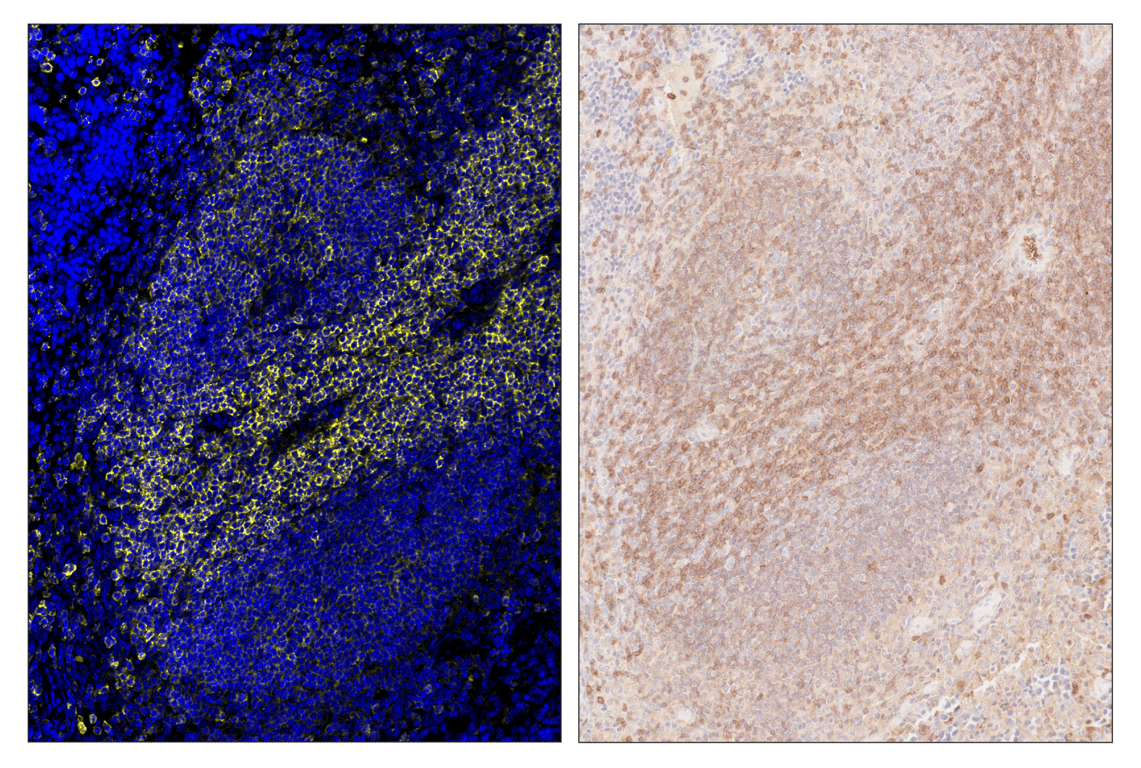 Immunohistochemistry Image 3: CD62L/L-Selectin (E7L2M) & CO-0183-647 SignalStar<sup>®</sup> Oligo-Antibody Pair
