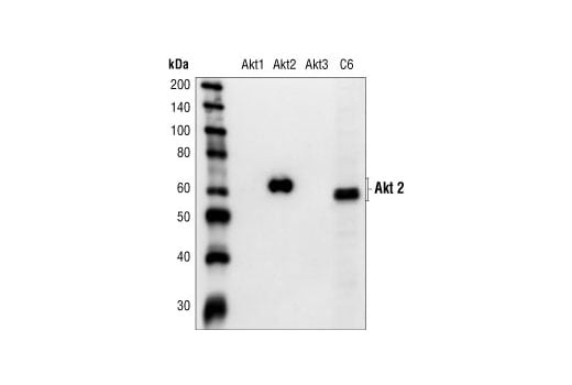 Western Blotting Image 2: Akt2 Antibody