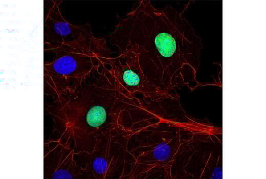 Immunofluorescence Image 1: Myc-Tag (9B11) Mouse Monoclonal Antibody (BSA and Azide Free)