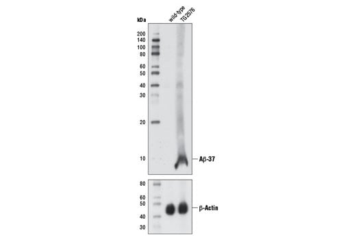 Western Blotting Image 2: beta-Amyloid (1-37) (D2A6H) Rabbit Monoclonal Antibody