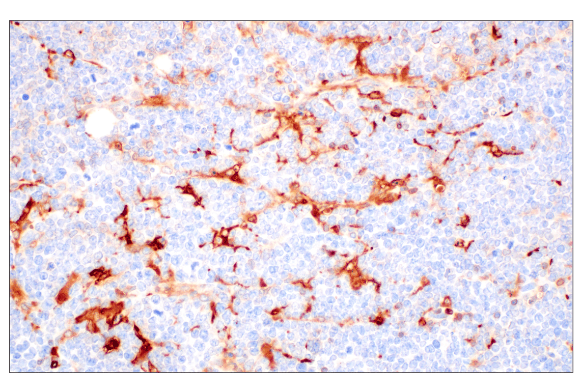 Immunohistochemistry Image 8: FTL (F9O4I) Rabbit Monoclonal Antibody
