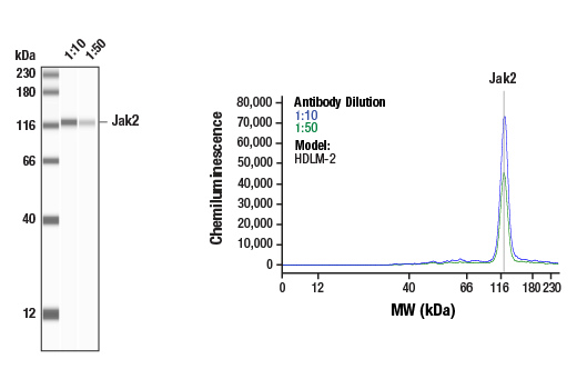 Western Blotting Image 1: Jak2 (E4Y4D) Mouse Monoclonal Antibody