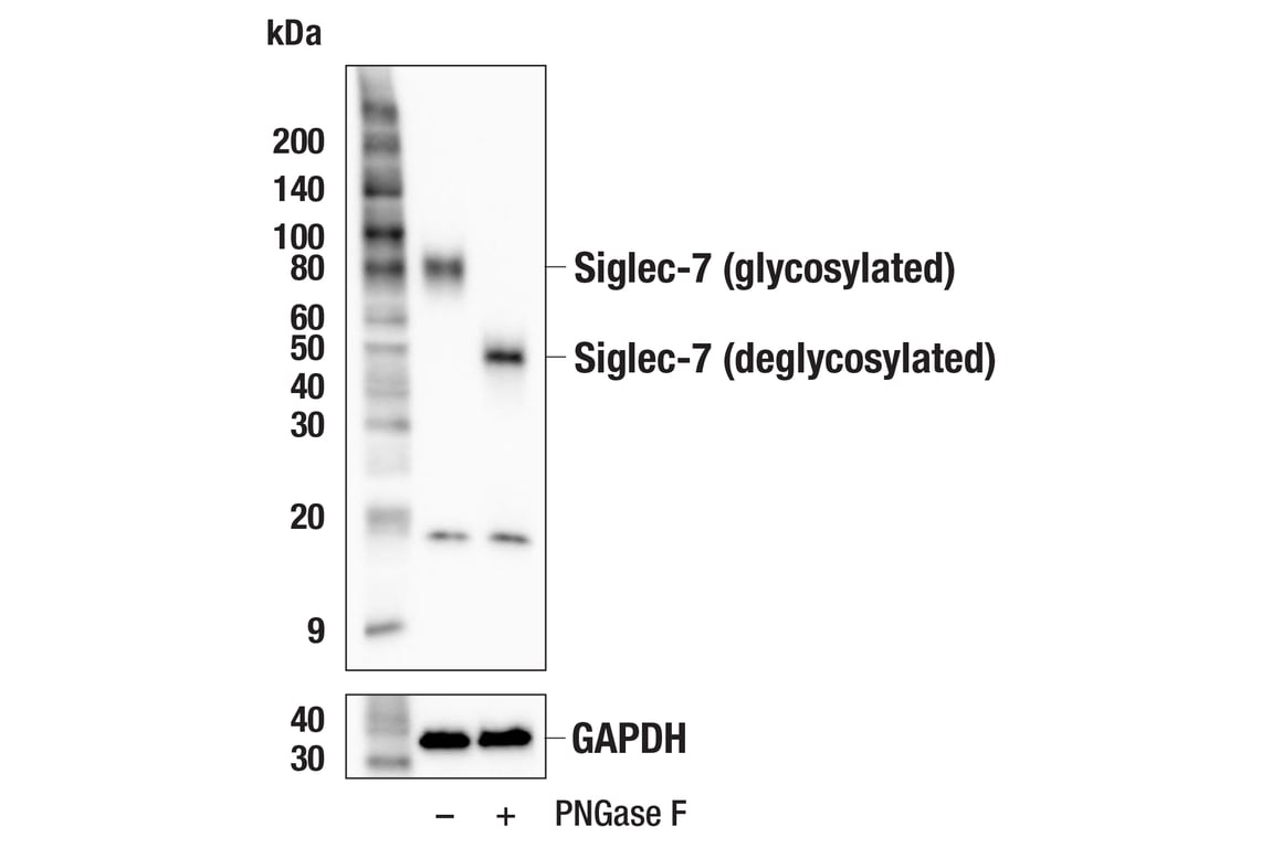 Western Blotting Image 3: Siglec-7 (F4O1S) Rabbit Monoclonal Antibody