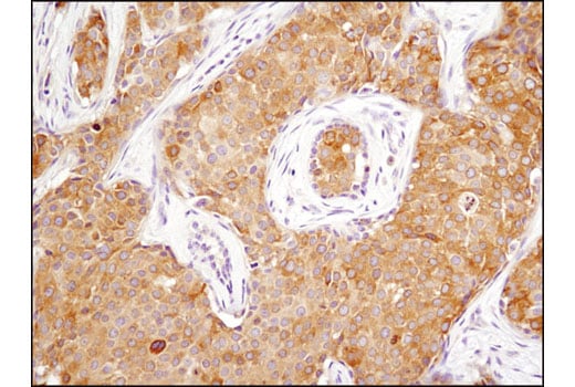 Immunohistochemistry Image 1: Phospho-Acetyl-CoA Carboxylase (Ser79) (D7D11) Rabbit Monoclonal Antibody