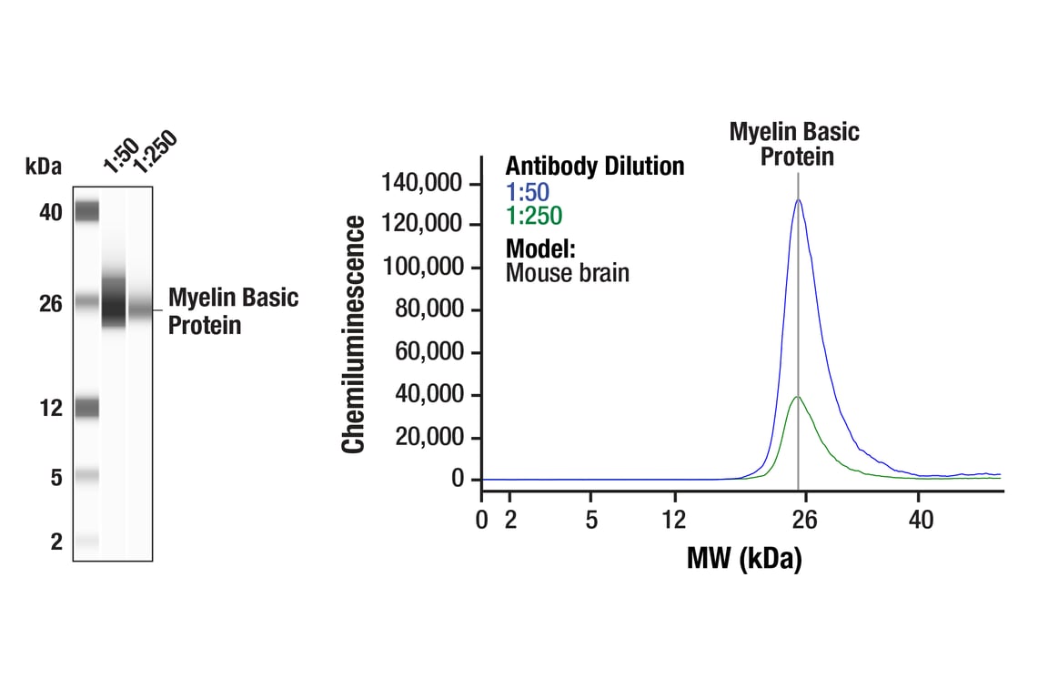 Western Blotting Image 1: Myelin Basic Protein (D8X4Q) Rabbit Monoclonal Antibody