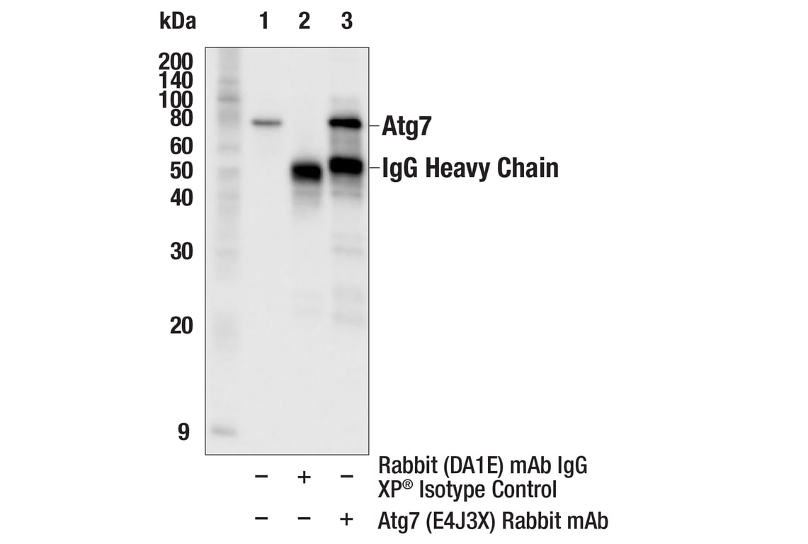 Immunoprecipitation Image 1: Atg7 (E4J3X) Rabbit Monoclonal Antibody