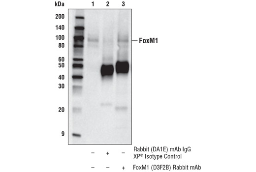 Immunoprecipitation Image 1: FoxM1 (D3F2B) Rabbit Monoclonal Antibody