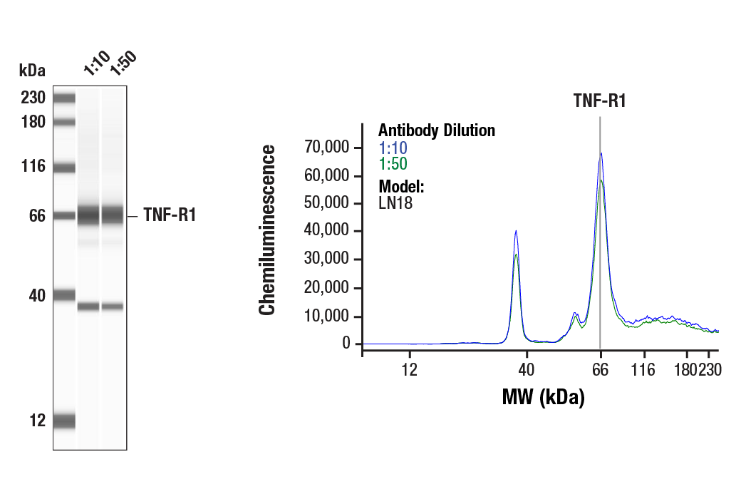 Western Blotting Image 1: TNF-R1 (C25C1) Rabbit Monoclonal Antibody