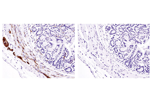Immunohistochemistry Image 2: Phospho-Tau (Ser404) (D2Z4G) Rabbit Monoclonal Antibody (BSA and Azide Free)
