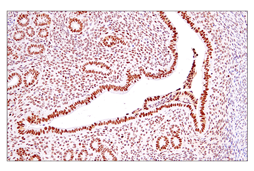 Immunohistochemistry Image 5: EED (E4L6E) Rabbit Monoclonal Antibody