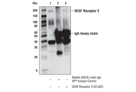 Immunoprecipitation Image 1: VEGF Receptor 3 (D1J9Z) Rabbit Monoclonal Antibody
