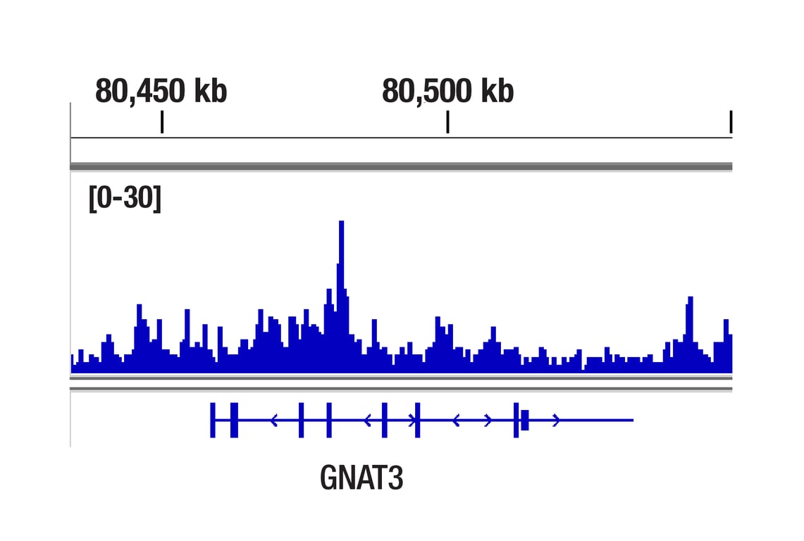 CUT & RUN Image 1: Di-Methyl-Histone H3 (Lys36) (C75H12) Rabbit Monoclonal Antibody (ChIP Formulated)