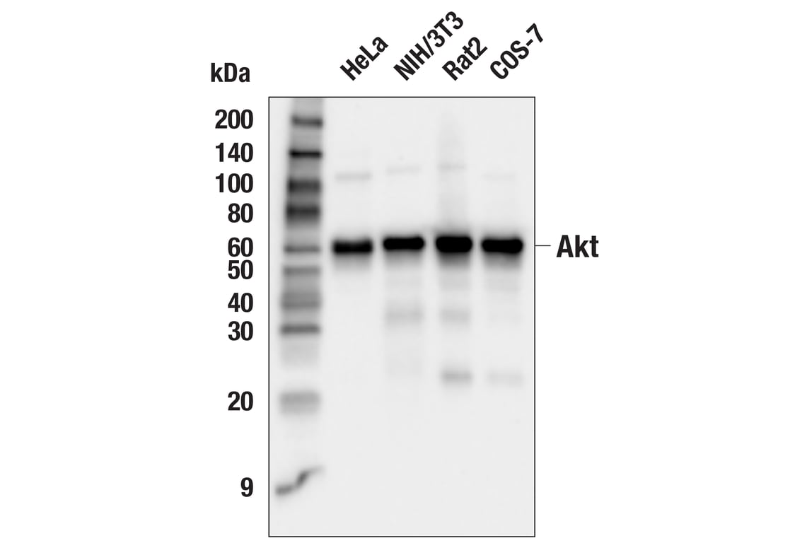 Western Blotting Image 3: Akt (pan) (E7J2C) Mouse Monoclonal Antibody