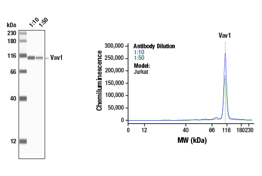 Western Blotting Image 1: Vav1 Antibody