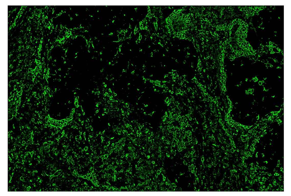 Immunohistochemistry Image 2: HLA-DRA (E9R2Q) & CO-0023-647 SignalStar<sup>™</sup> Oligo-Antibody Pair