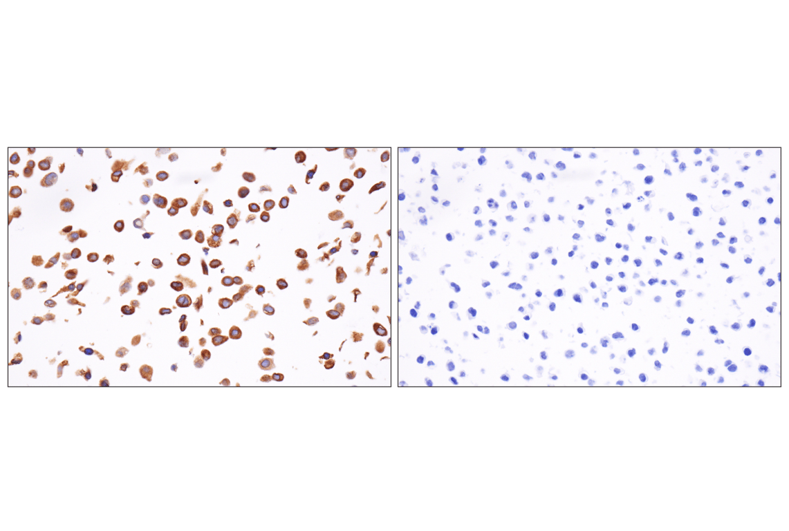 Immunohistochemistry Image 10: MGST1 (F6F5T) Rabbit Monoclonal Antibody