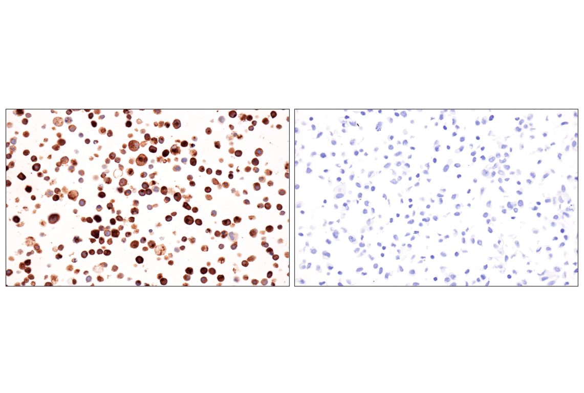Immunohistochemistry Image 8: Glucagon (F1A2G) Rabbit Monoclonal Antibody