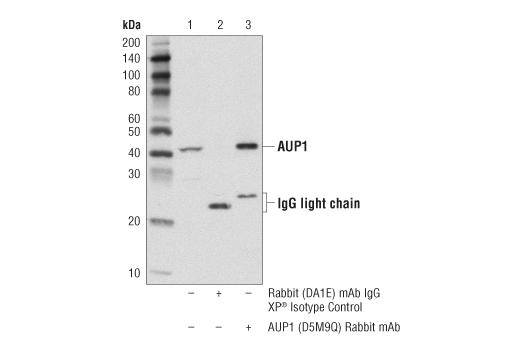 Immunoprecipitation Image 1: AUP1 (D5M9Q) Rabbit Monoclonal Antibody