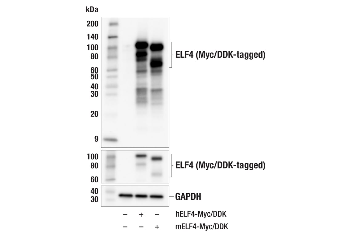 Western Blotting Image 3: ELF4 (F8H6X) Rabbit Monoclonal Antibody